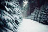 Изумительное фото леса покрытого хрустящим снегом
