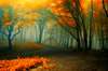 Bosque de otoño brillante.