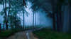 Estrada secundária na floresta escura.