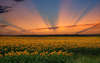 Field of sunflowers at sunset wallpaper.